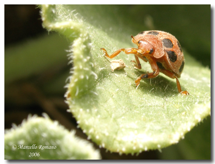 La coccinella del cocomero asinino: Henosepilachna elaterii